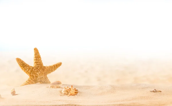 Estrella de mar en la playa — Foto de Stock