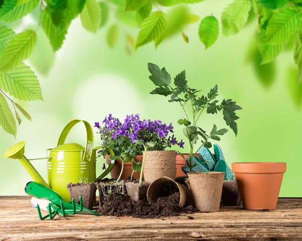 Buiten tuingereedschap en planten. — Stockfoto
