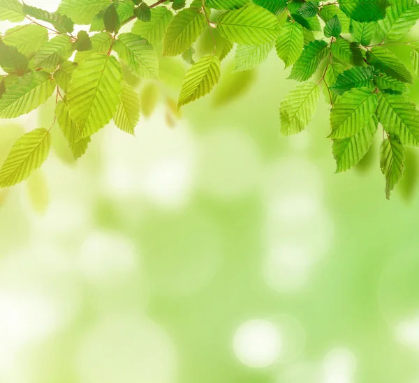 Hintergrund der grünen Natur — Stockfoto