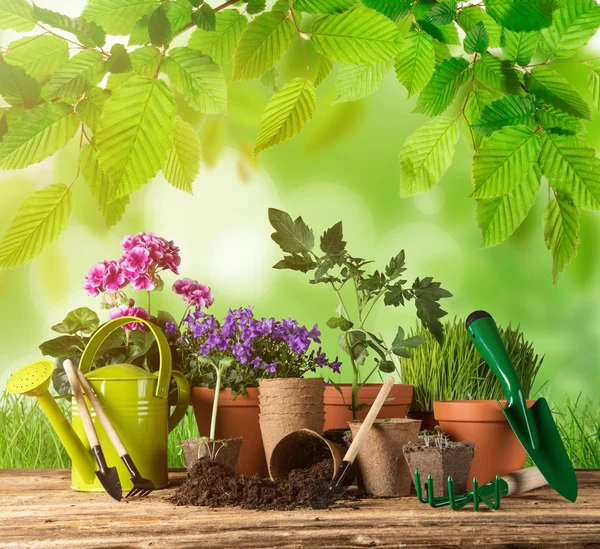 Ferramentas e plantas de jardinagem ao ar livre . — Fotografia de Stock