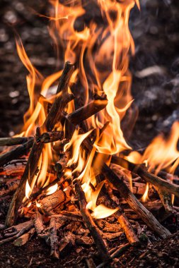 Bahar ormandaki şenlik ateşi