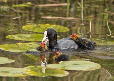 Ortak Sakarmeke (Fulica atra)