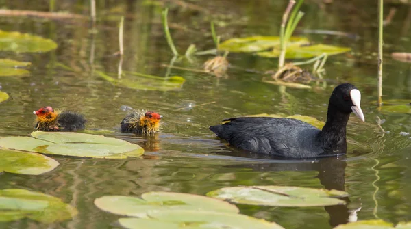 Ortak Sakarmeke (Fulica atra) — Stok fotoğraf