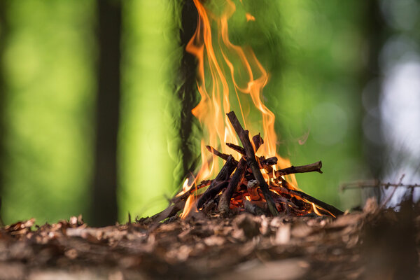 Костер в весеннем лесу

