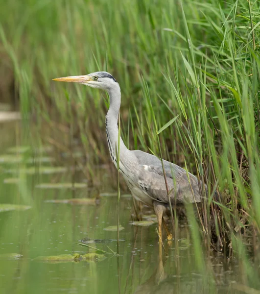 Great Blue Heron during fish hunt. — Stock Photo, Image