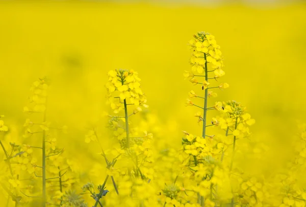 Flowering barbarea vulgaris - Rape flower. — Stock Photo, Image