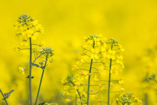 Flowering barbarea vulgaris - Rape flower. — Stock Photo, Image