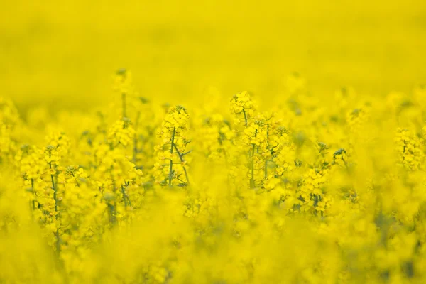 Kvetoucí barbarea vulgaris - květ řepky. — Stock fotografie