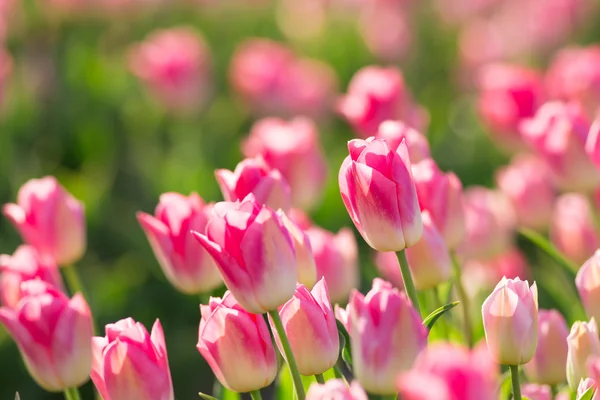 Beautiful field of tulips. — Stock Photo, Image