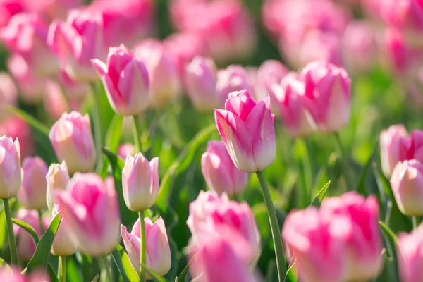 Schönes Feld von Tulpen. — Stockfoto