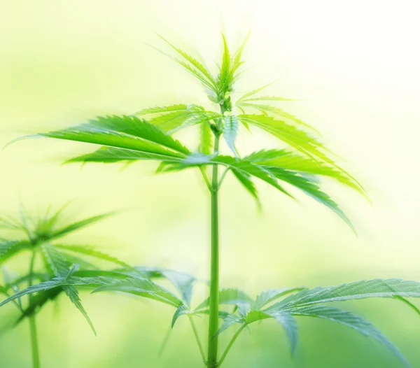 Young cannabis plant — Stock Photo, Image