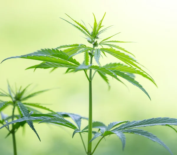 Young cannabis plant — Stock Photo, Image