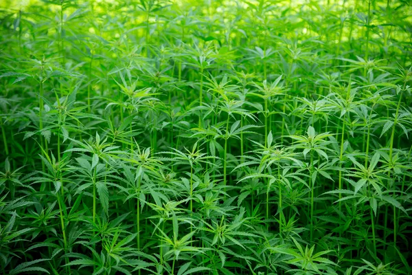 年轻的大麻植物 — 图库照片