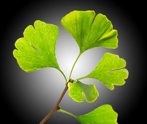 Ginkgo biloba Zweig. — Stockfoto