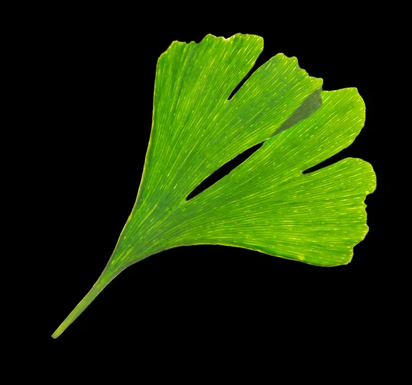 Ginkgo biloba trädgren. — Stockfoto