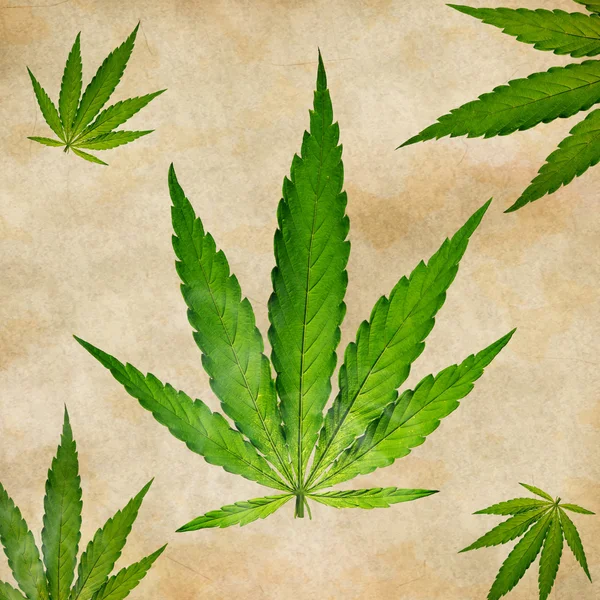 Giovane pianta di cannabis — Foto Stock