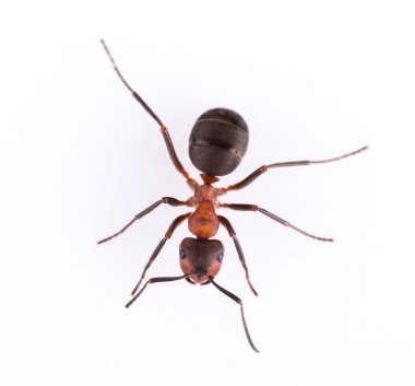 Beyaz arka plan üzerinde izole karınca.