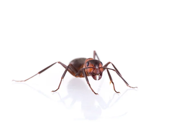 Ant diisolasi di latar belakang putih . — Stok Foto