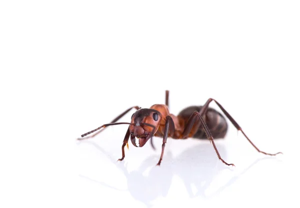 흰색 배경에 고립 된 개미. — 스톡 사진