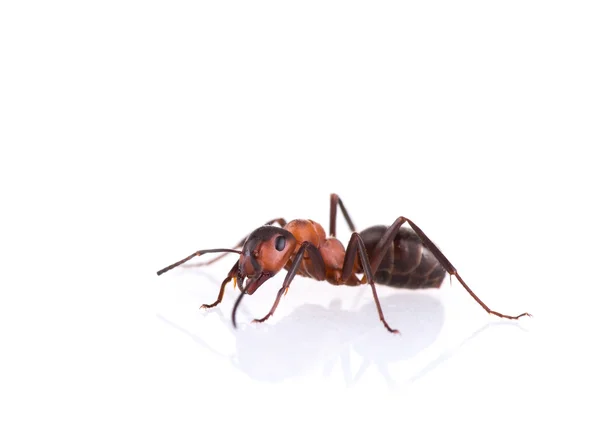 Ant diisolasi di latar belakang putih . — Stok Foto