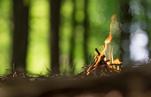 Campfire in spring forest. — Stock Photo, Image