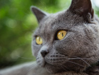 İngiliz mavi kedi portresi.