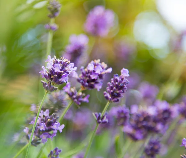 Fiori di lavanda . — Foto Stock