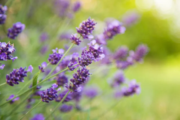 Flores de lavanda . — Fotografia de Stock