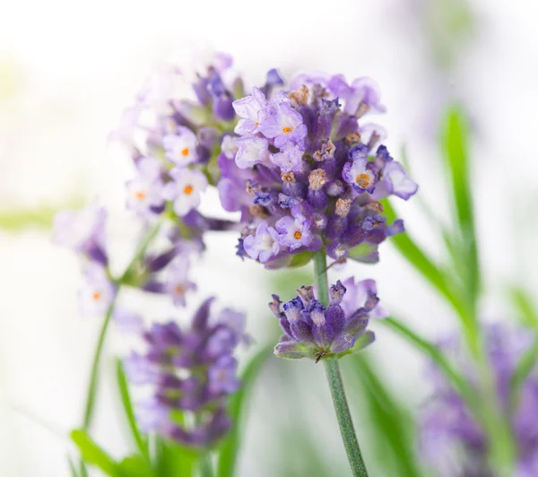 Flores de lavanda . — Fotografia de Stock