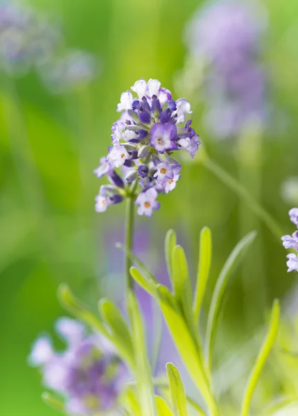 Fiori di lavanda . — Foto Stock