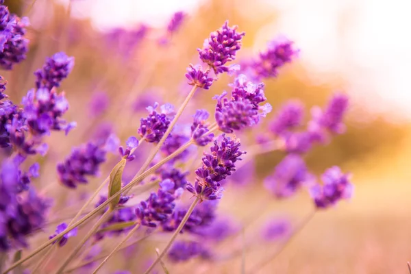 Flores de lavanda fundo — Fotografia de Stock