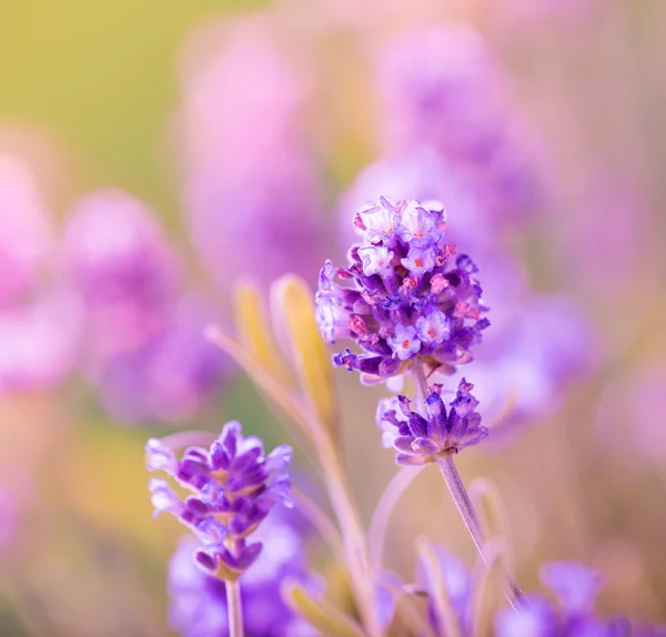 Lavendel blommor bakgrund — Stockfoto