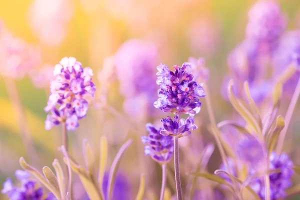 Lavender flowers background — Stock Photo, Image