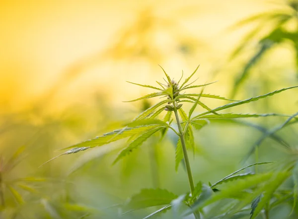Jovens plantas de cannabis . — Fotografia de Stock
