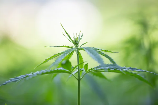 Jonge cannabisplanten. — Stockfoto