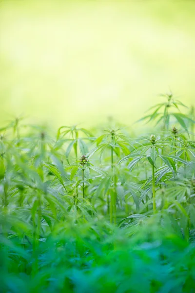 Jonge cannabisplanten. — Stockfoto