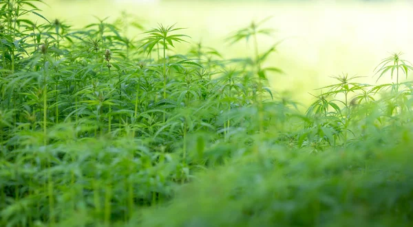 Junge Cannabispflanzen. — Stockfoto