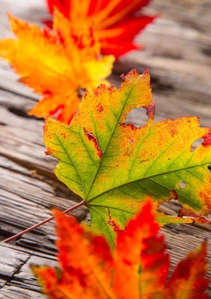Hojas de arce de otoño sobre fondo de madera gris —  Fotos de Stock
