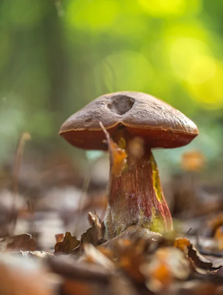 Грибы boletus в лесу . — стоковое фото