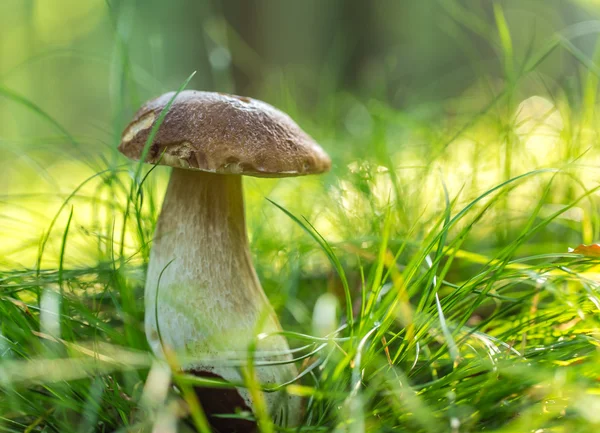 Funghi di boletus in una foresta . — Foto Stock