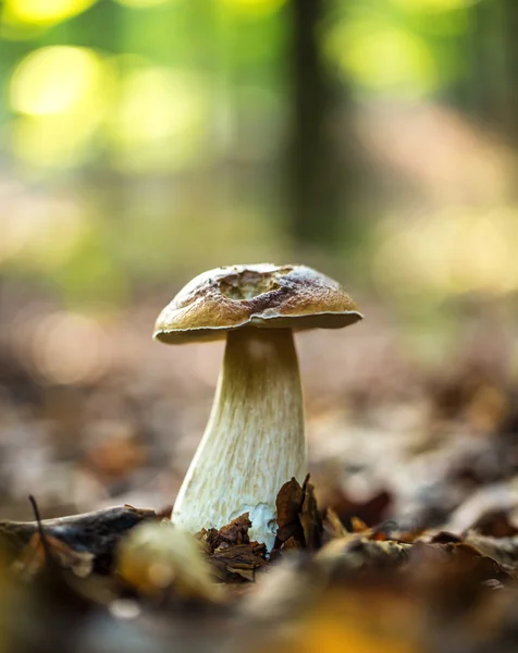 Funghi di boletus in una foresta . — Foto Stock