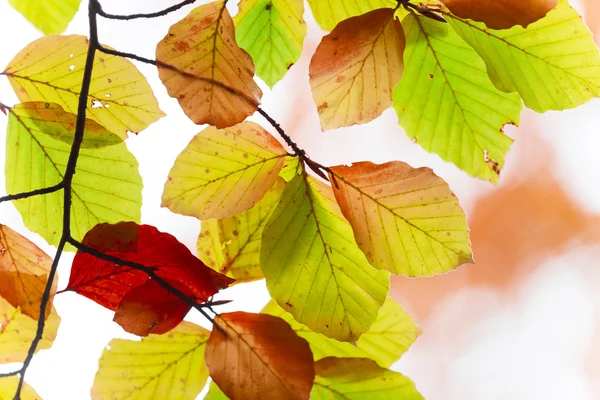 Otoño. Caída. Parque de otoño . — Foto de Stock