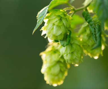 Taze atlama koniler detay