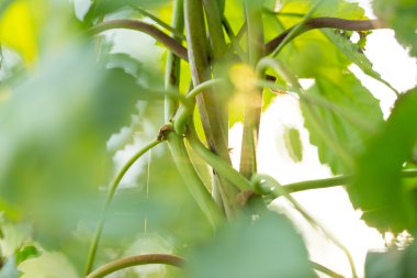 Taze atlama koniler detay