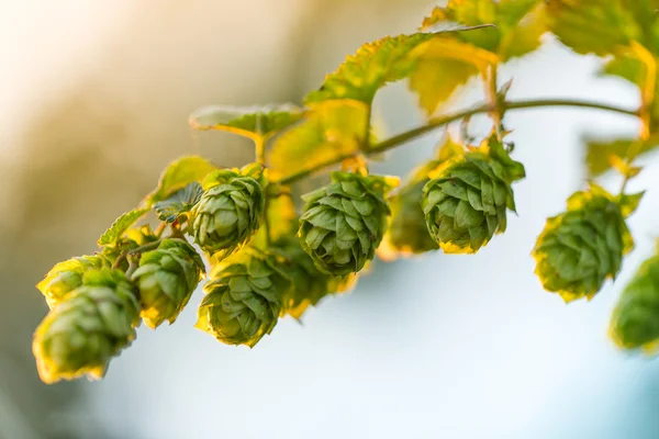 Detail of fresh hops cones — Stock Photo, Image