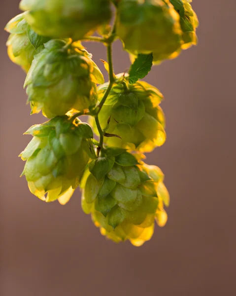 Detail van verse hop kegels — Stockfoto