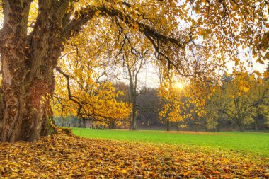 sonbahar. Güz. sonbahar park.  