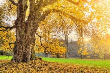 sonbahar. Güz. sonbahar park.  