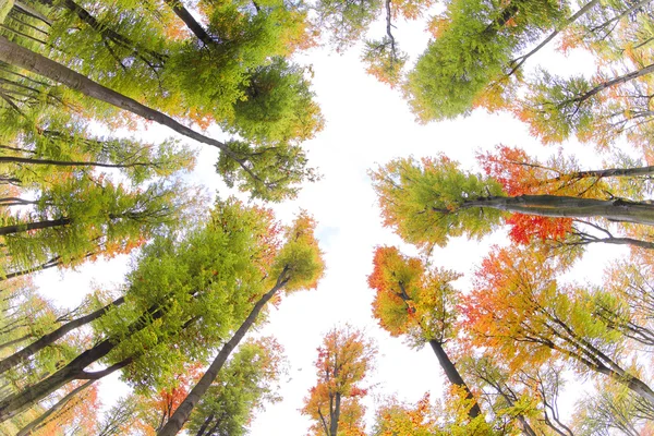 Herbst. Sturz. Herbstlicher Park. — Stockfoto