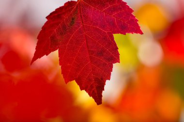 yaprakları ile renkli arka plan